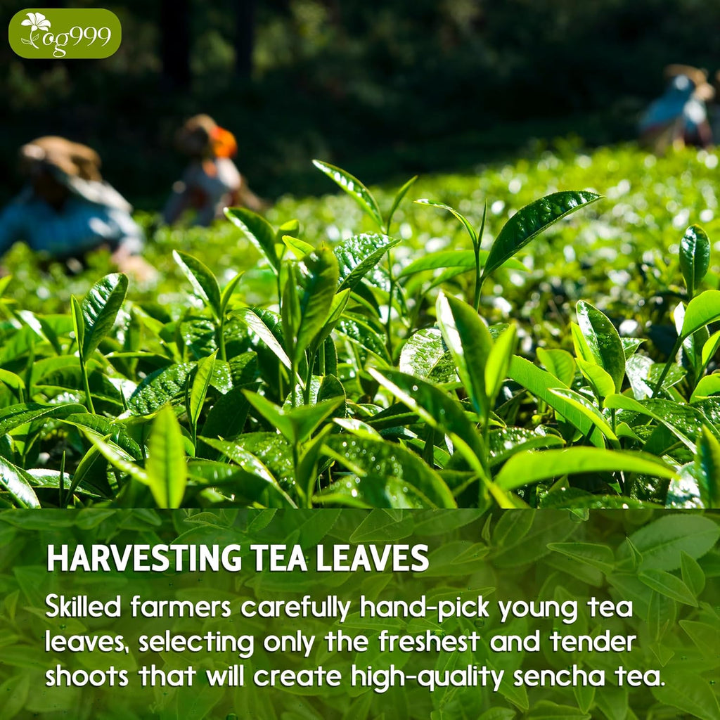 Premium Sencha Green Tea Bags, 100% Natural & Pure from Sencha Green Tea Leaves | Tea | Wiccan Center