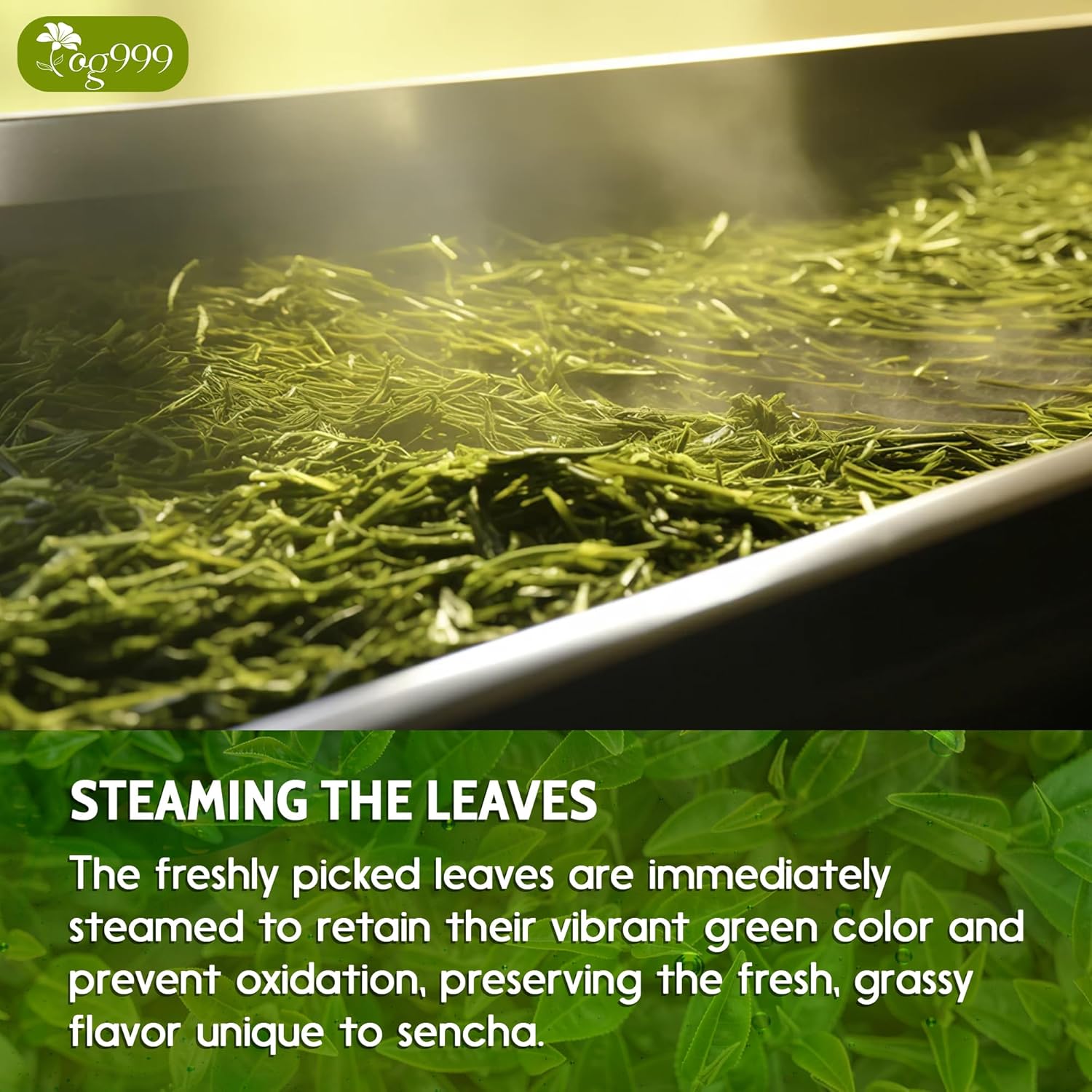 Premium Sencha Green Tea Bags, 100% Natural & Pure from Sencha Green Tea Leaves | Tea | Wiccan Center