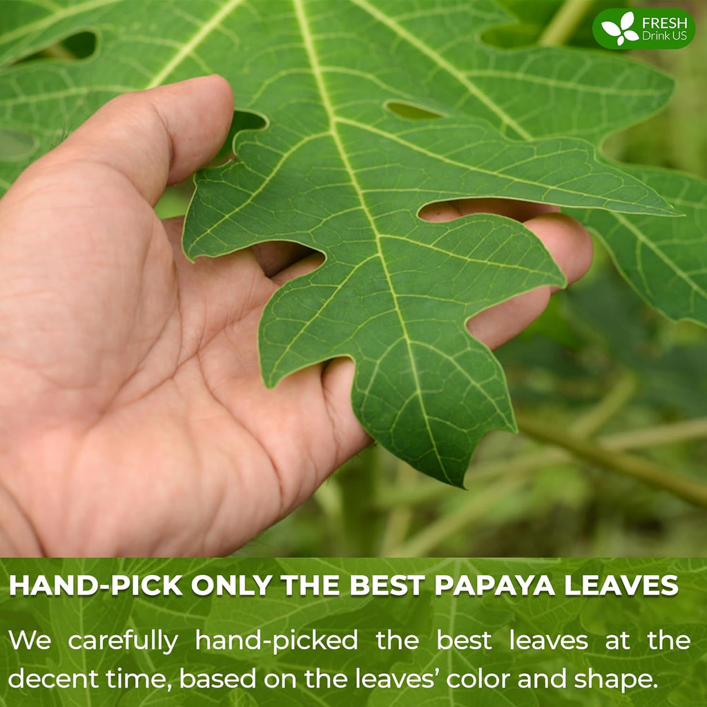 Premium Papaya Leaf Tea Bags, Made with Natural Material Tea Bags. No Sugar, No Caffeine, No Gluten, Vegan. | Tea | Wiccan Center