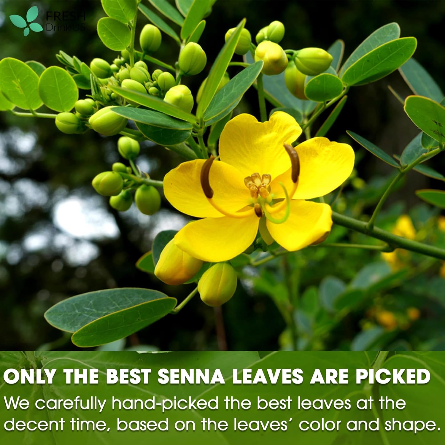Premium Senna Leaf Tea Bags, 100% Natural & Pure from Senna Leaves. Loose Leaf Senna Herbal Tea, Made with Natural Material Tea Bags, Senna Leaf Tea. No Sugar, No Caffeine, No Gluten, Vegan. | Tea | Wiccan Center