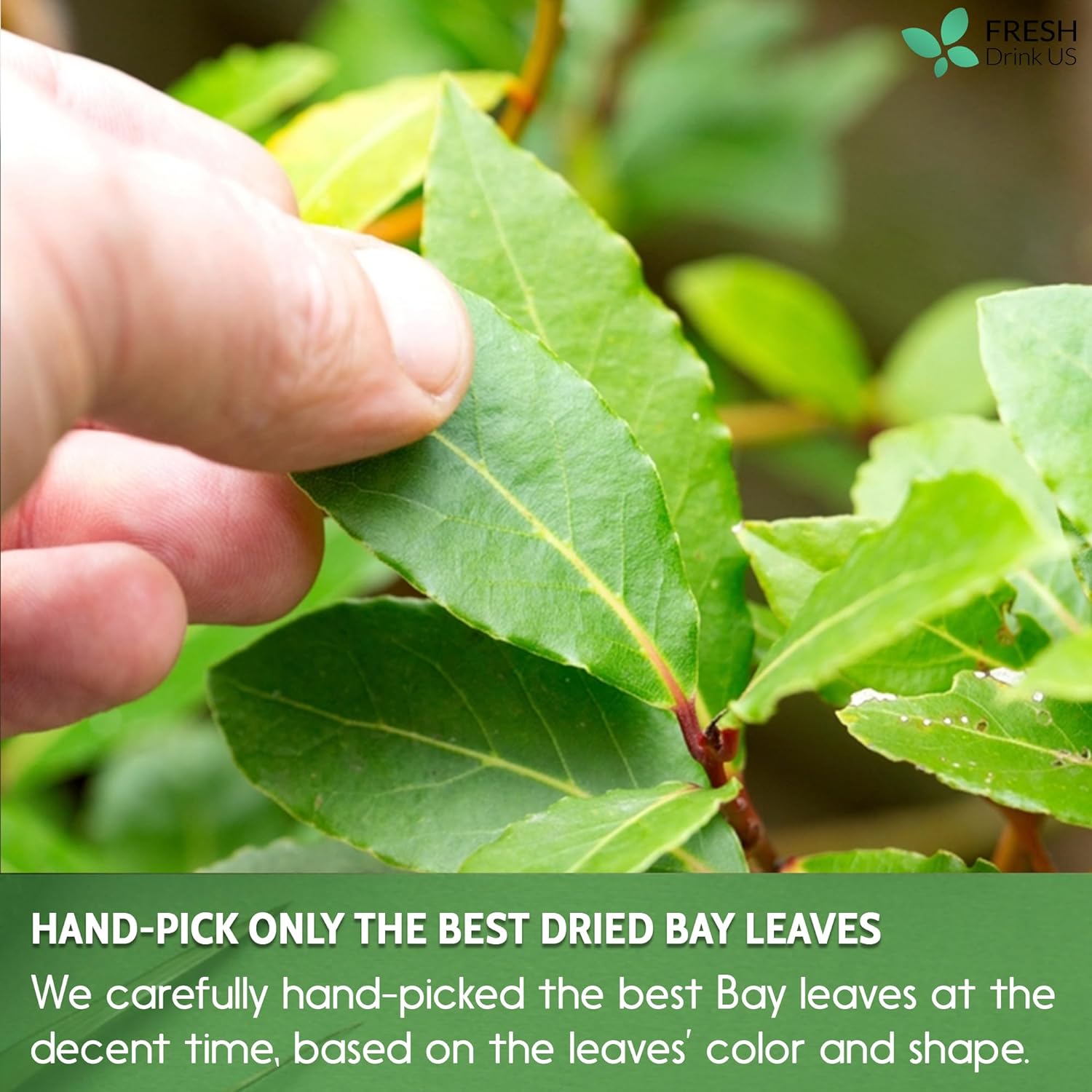 Premium Dried Bay Leaves, Tea Bags, Powder, Bay Leaves Spice, Whole Nice Leaves, Wildcrafted, Fresh Harvested, Bay Leaves For Cooking, Sugar-Free, Gluten Free, Caffeine Free, Vegan | Tea | Wiccan Center