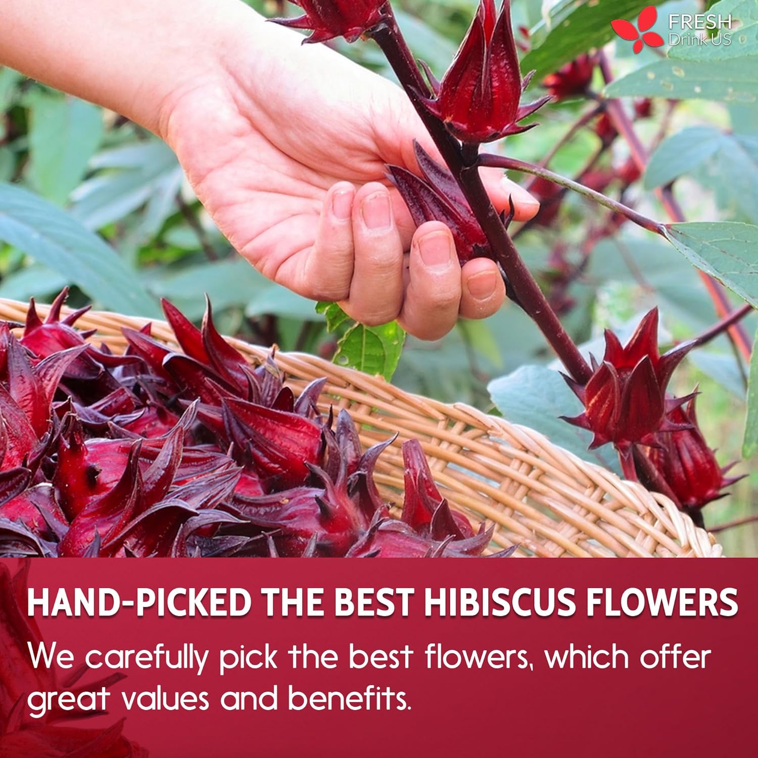 Hibiscus Dried Flowers, Tea Bags, 100% Natural, Pure from Hibiscus Flowers. Loose Flower Hibiscus Herbal Tea. Hibiscus Flower Tea. No Sugar, No Caffeine, No Gluten, Vegan. | Tea | Wiccan Center