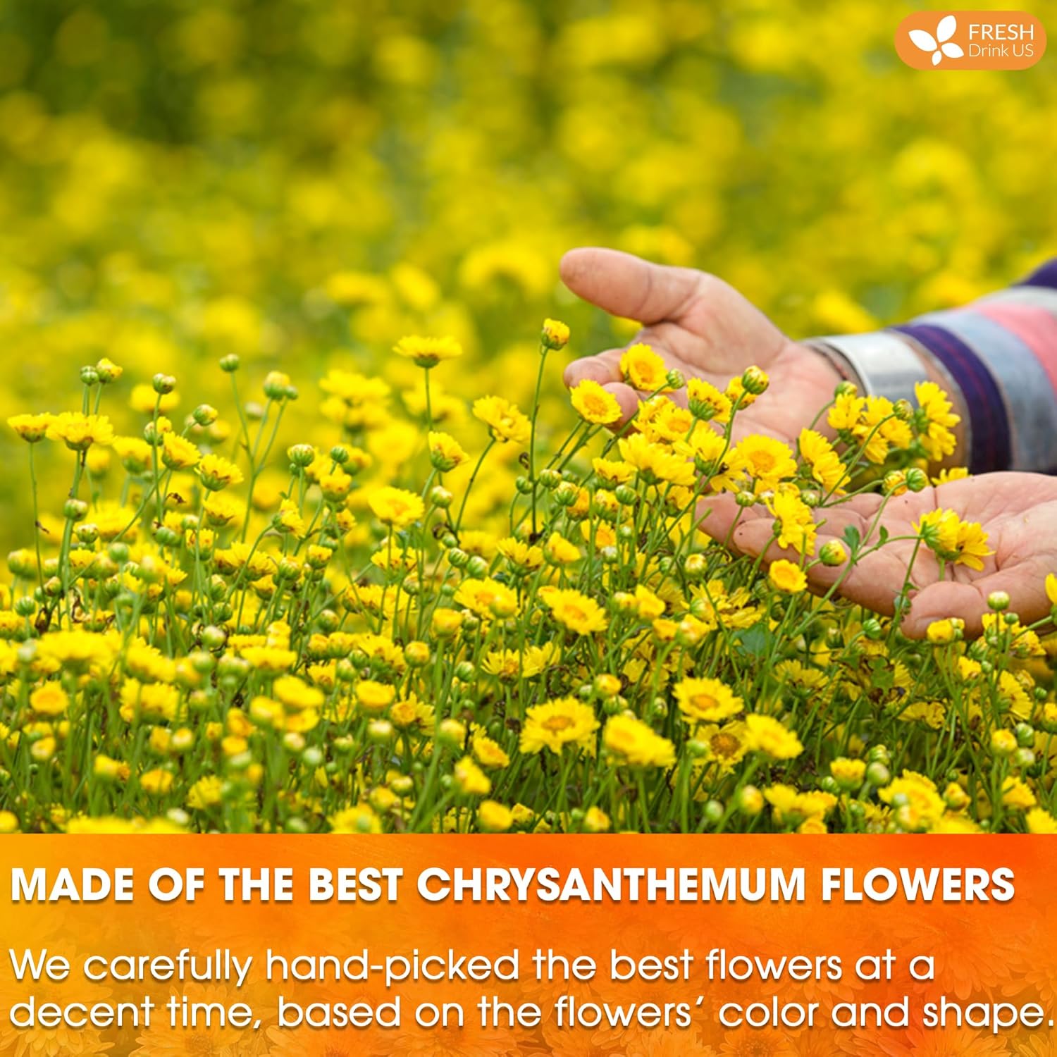 Premium 75 Chrysanthemum Flower Tea Bags | Tea | Wiccan Center