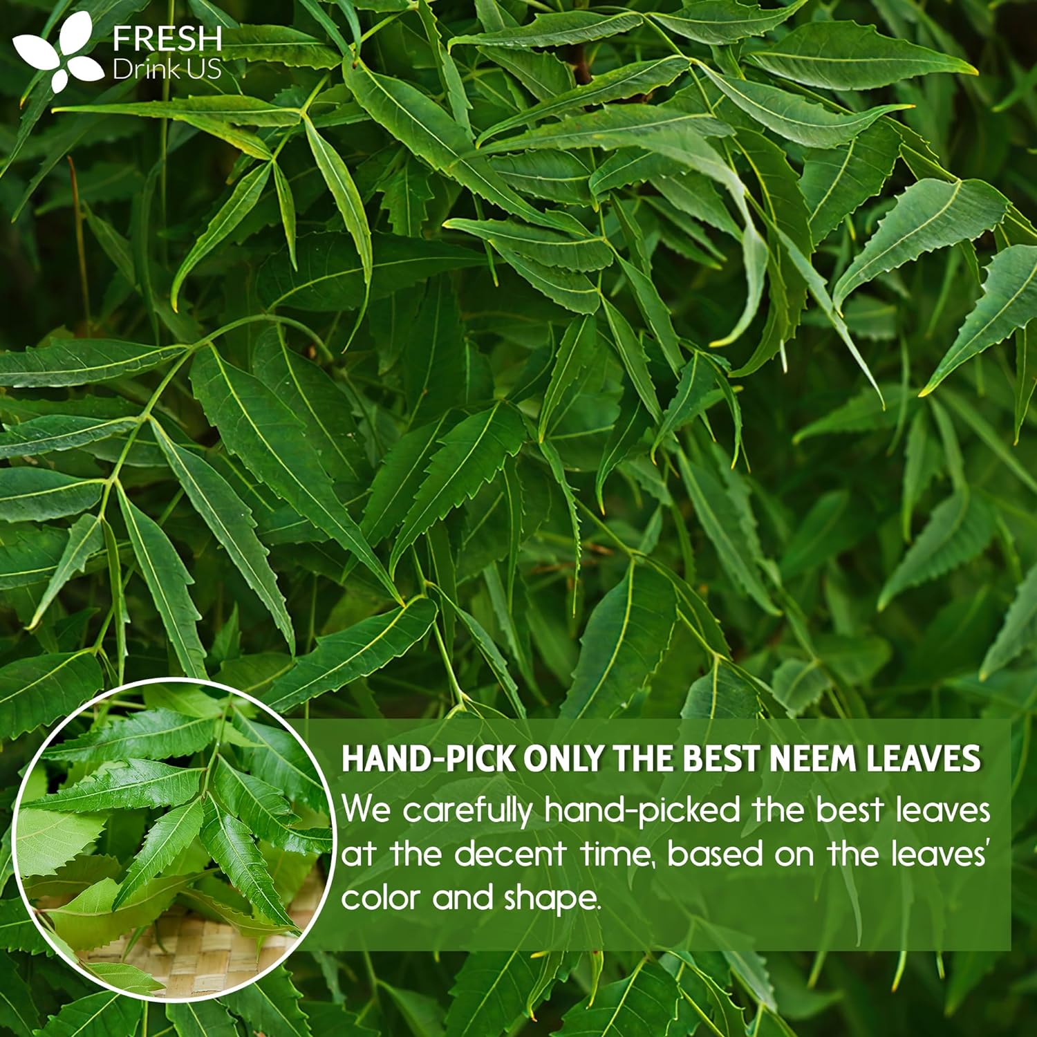 Neem Leaf Tea Bags, 100% Natural and Pure from Neem Leaves. Loose Leaf Neem Herbal Tea. Neem Leaf Tea. No Sugar, No Caffeine, No Gluten, Vegan. | Tea | Wiccan Center