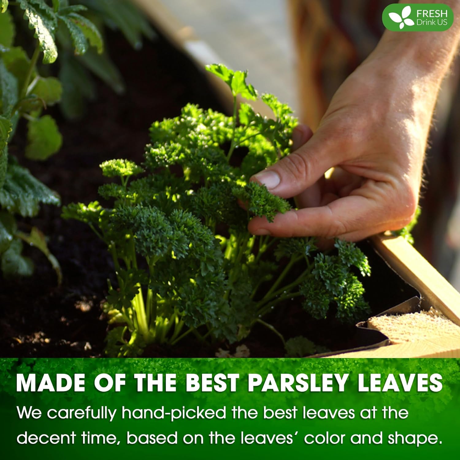 Premium Parsley Leaf Tea Bags, 100% Natural & Pure from Parsley Leaves. | | Wiccan Center