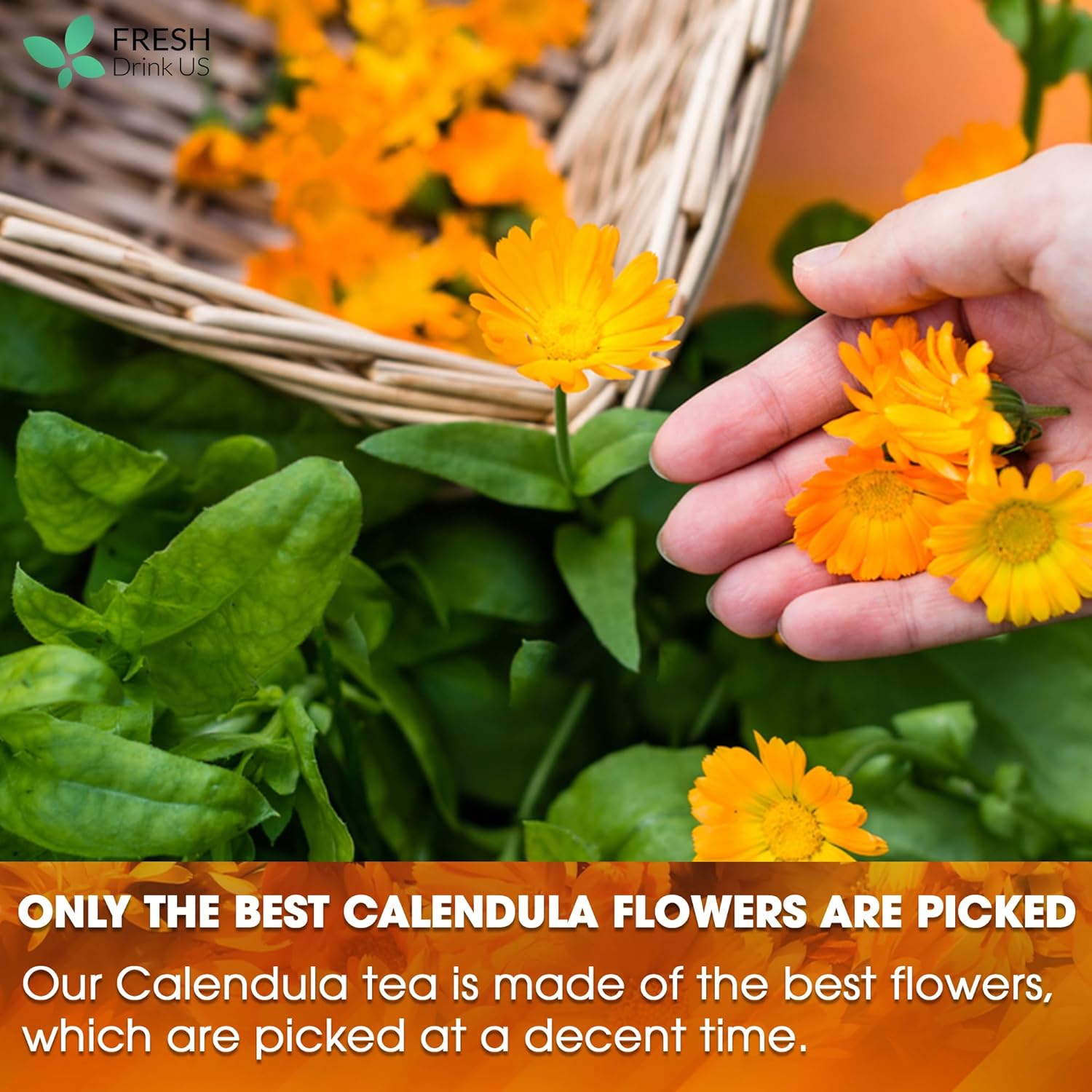 Calendula Tea Bags, 100% Natural and Pure Calendula Flowers, Eco-conscious Tea Bags. Calendula Flower Herbal Tea. No Sugar, No Caffeine, No Gluten, Vegan. | Tea | Wiccan Center
