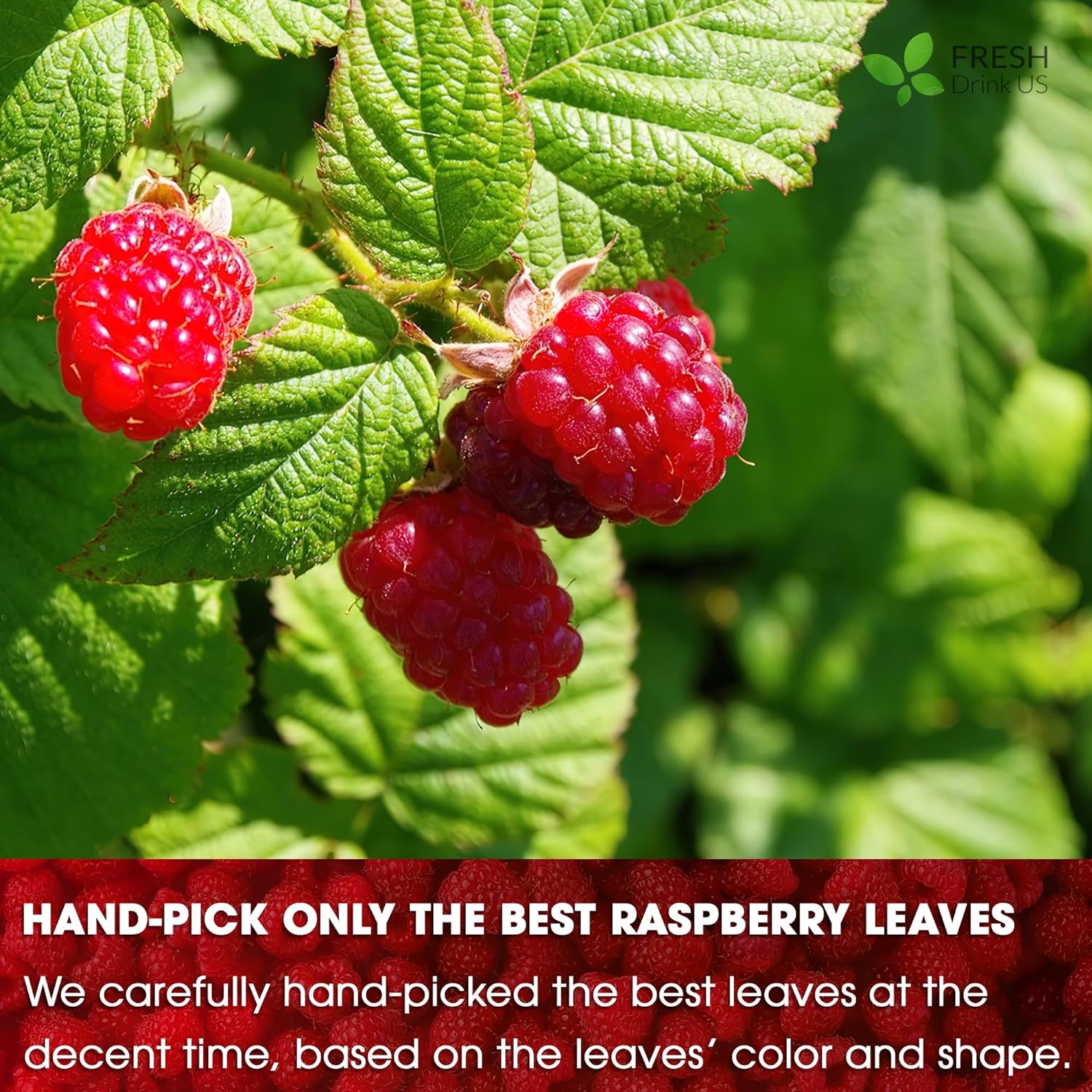 Raspberry Leaf Tea Bags, 100% Natural & Pure from Raspberry Leaves. Loose Leaf Raspberry Herbal Tea, Made with Natural Material Tea Bags, Raspberry Leaf Tea. No Sugar, No Caffeine, No Gluten, Vegan. | Tea | Wiccan Center