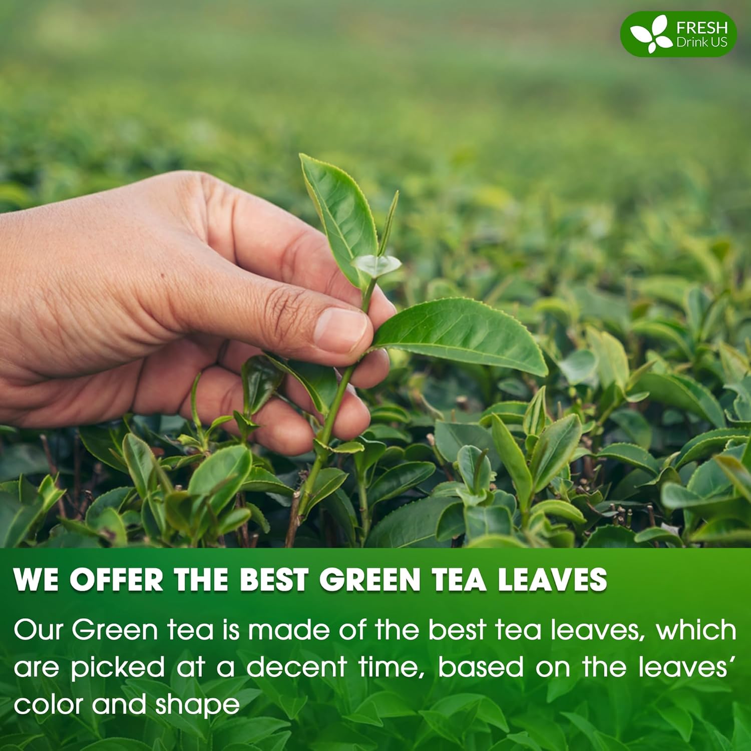 Premium Green Tea Bags, 100% Natural & Pure from Green Tea. Green Herbal Tea. No Sugar, No Gluten, Vegan | Tea | Wiccan Center