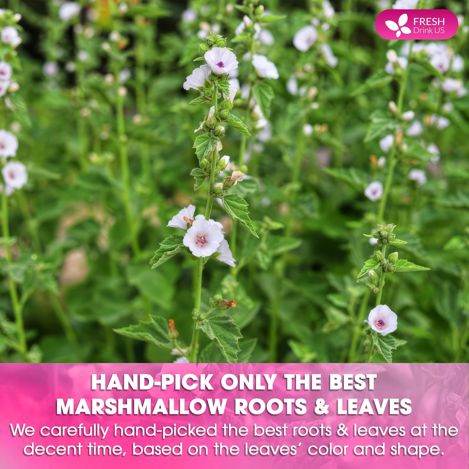 Premium Marshmallow Root and Leaf Tea Bags, 100% Natural & Pure. | Tea | Wiccan Center