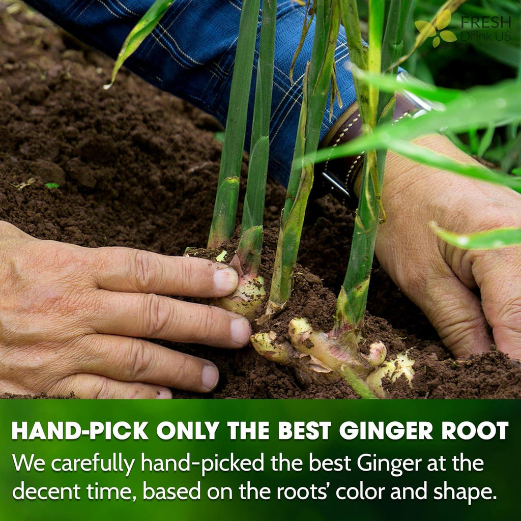 Premium Ginger Tea Bags, 100% Natural & Pure from Ginger Roots, Ginger Tea, Ginger Herbal Tea. Ginger Tea. No Sugar, No Caffeine, No Gluten, Vegan. | Tea | Wiccan Center