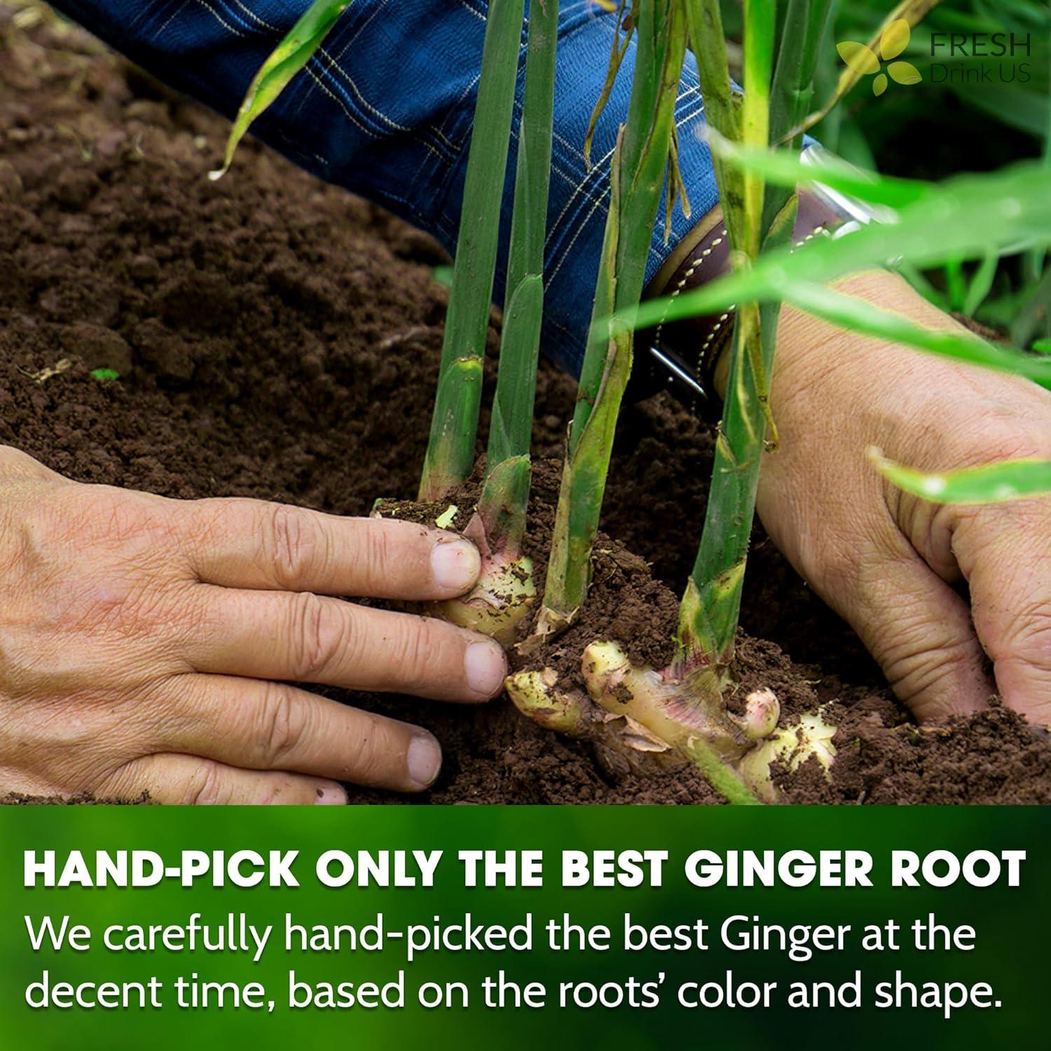 Premium Ginger Tea Bags, 100% Natural & Pure from Ginger Roots, Ginger Tea, Ginger Herbal Tea. Ginger Tea. No Sugar, No Caffeine, No Gluten, Vegan. | Tea | Wiccan Center