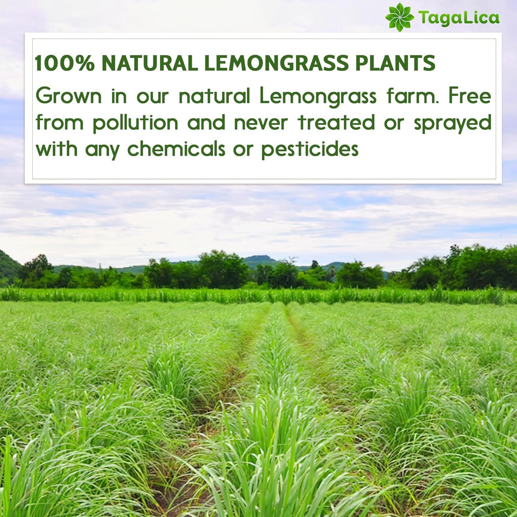 Lemongrass Tea Bags, 100% Natural & Pure Lemongrass leaves, Eco-Conscious Tea Bags, Lemongrass Herbal Tea. Lemongrass Leaf Tea. No Sugar, No Caffeine, No Gluten, Vegan. | Tea | Wiccan Center
