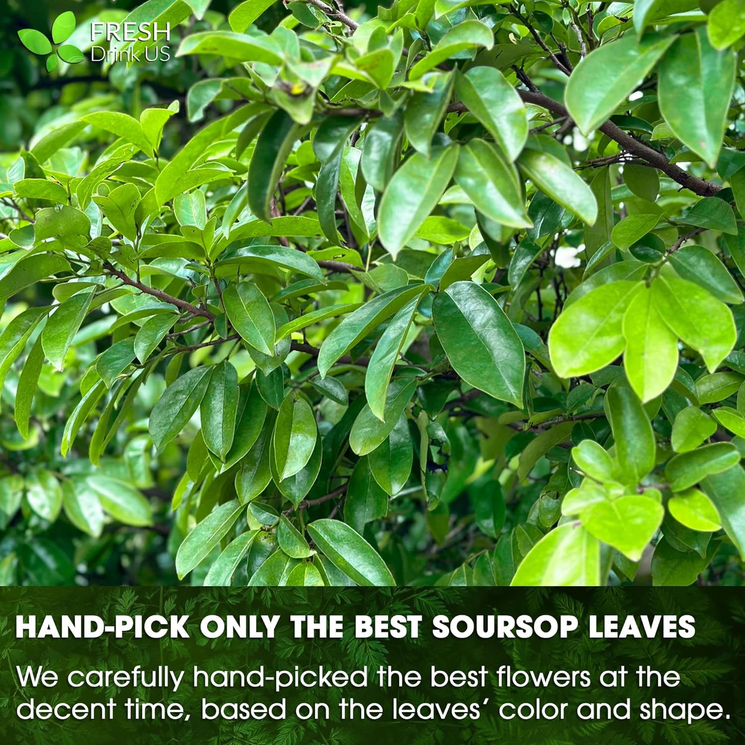 Premium Soursop Leaves Tea bags, Dried Soursop Leaves, Soursop Leaf Powder, Guanabana Leaves Tea, Hoja Guanabana Tea | Tea | Wiccan Center