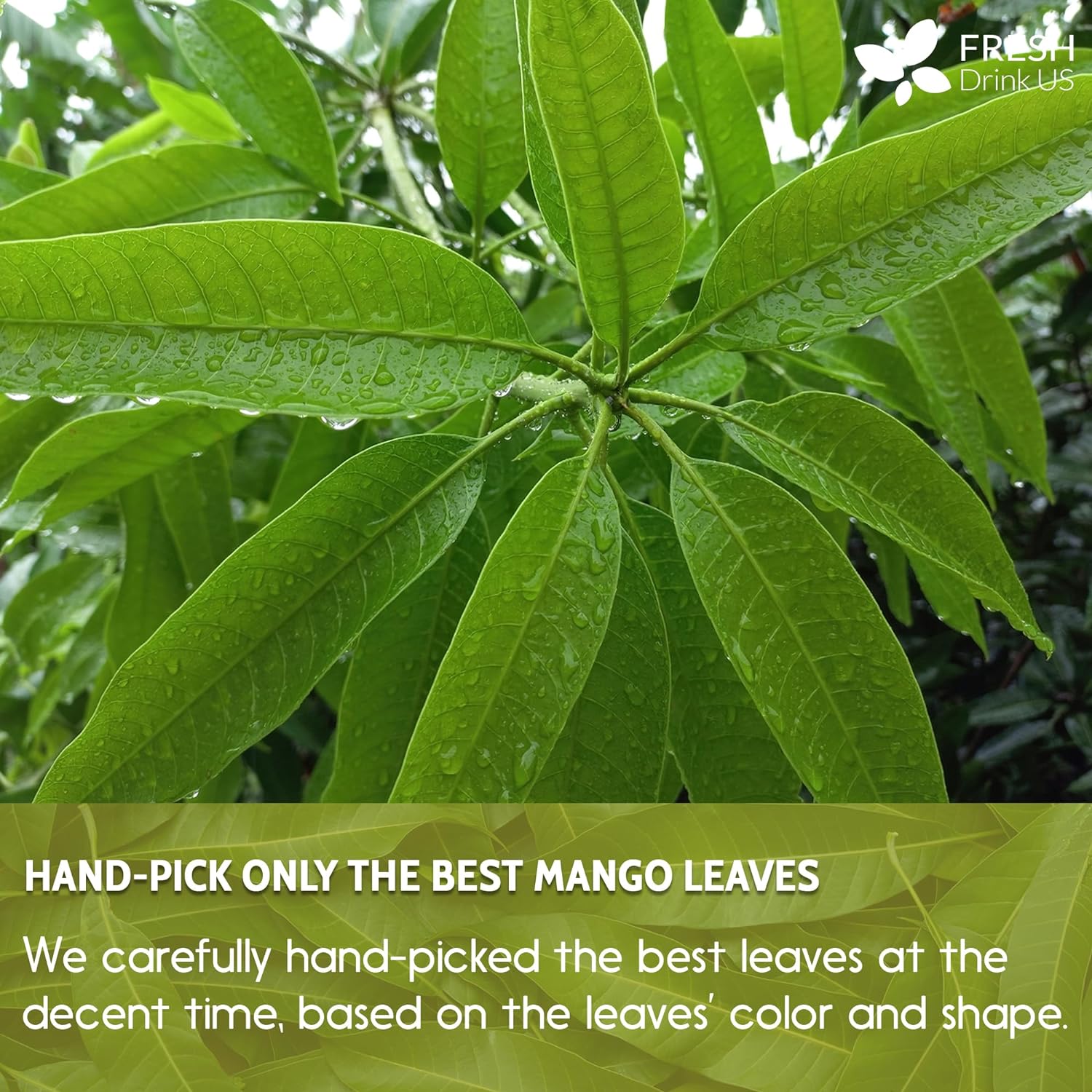 Mango Leaf, Whole Dried Leaves, Tea Bags, Powder, 100% Natural & Pure from Mango Leaves. Mango Dried Leaves. Loose Leaf Mango Herbal Tea. Mango Leaf Tea. No Sugar, No Caffeine, No Gluten, Vegan. | Tea | Wiccan Center