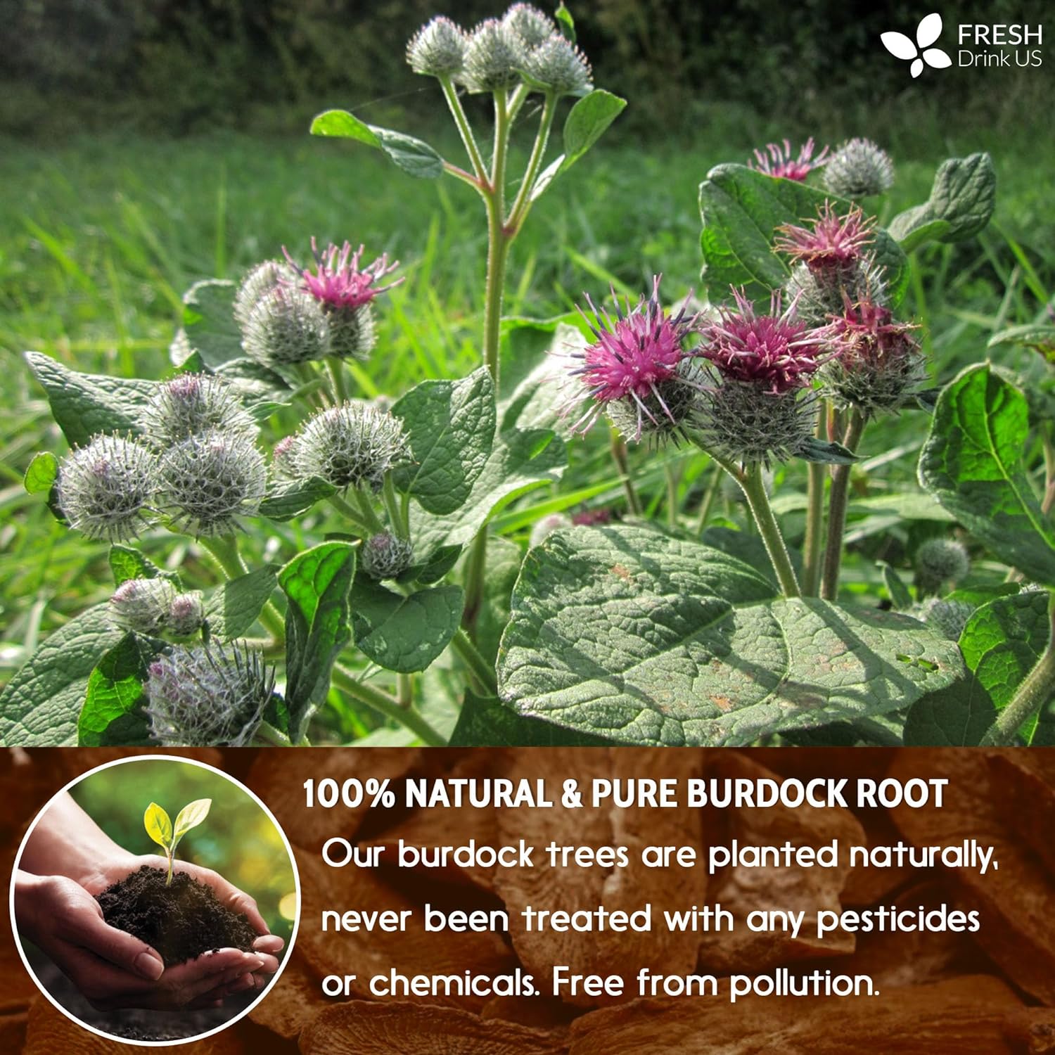Burdock Root Tea Bags, 100% Natural & Pure from Burdock Root. Burdock Root Herbal Tea. Burdock Root Tea. No Sugar, No Caffeine, No Gluten, Vegan. | Tea | Wiccan Center