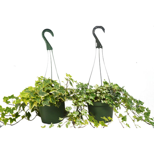 2 English Ivy Variety Pack - 6" Hanging Pot | 6" Plant (2pk/$4.5) ($15 Ship/63oz) | Wiccan Center