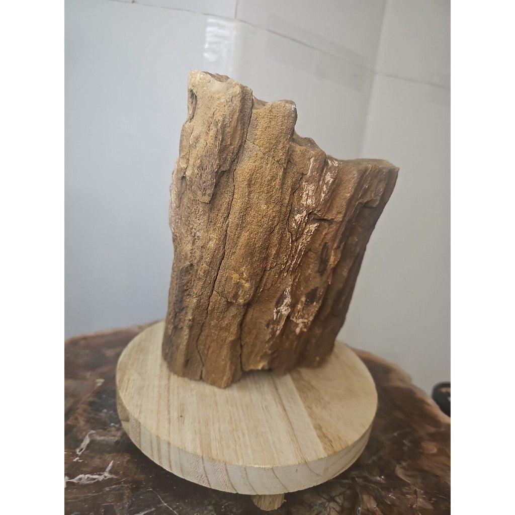 Texas Petrified Wood Raw Mineral Specimen with Stand — Grounding & Ancient Earth Energy | CrystalCloud Company
