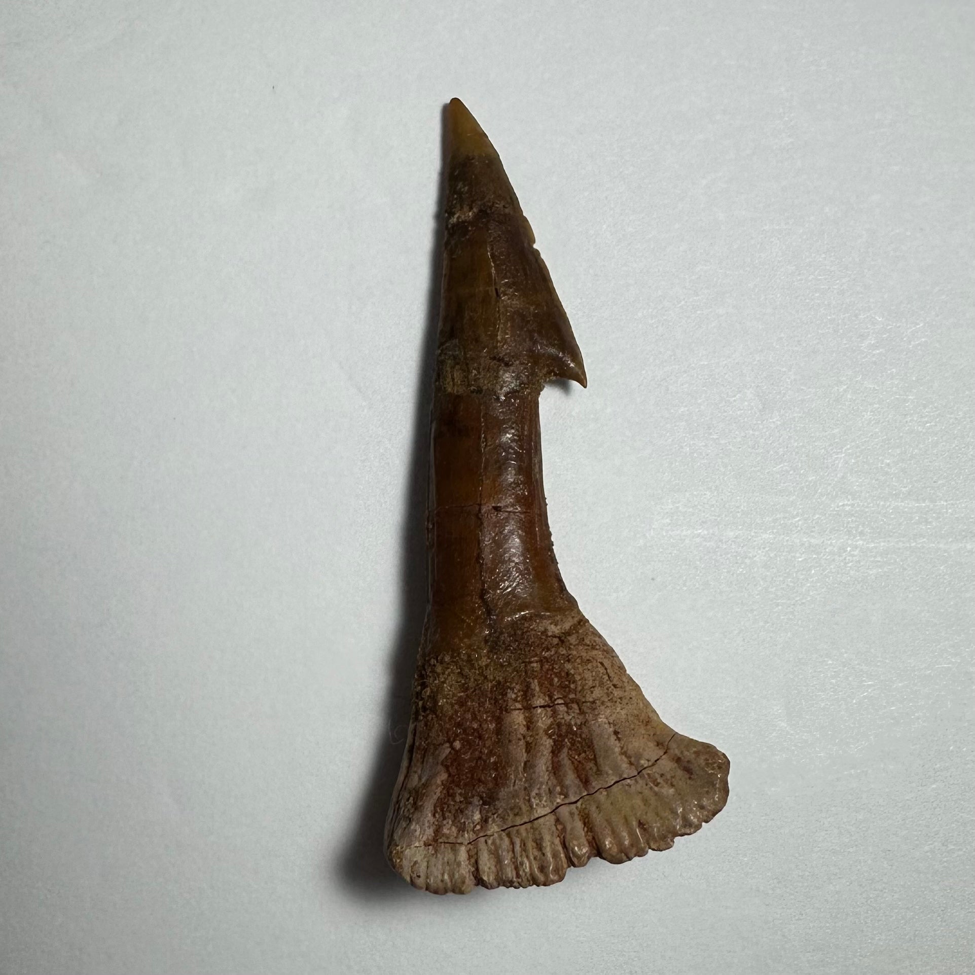 Onchopristis Barb/Tooth (MD) | Fossils | Wiccan Center