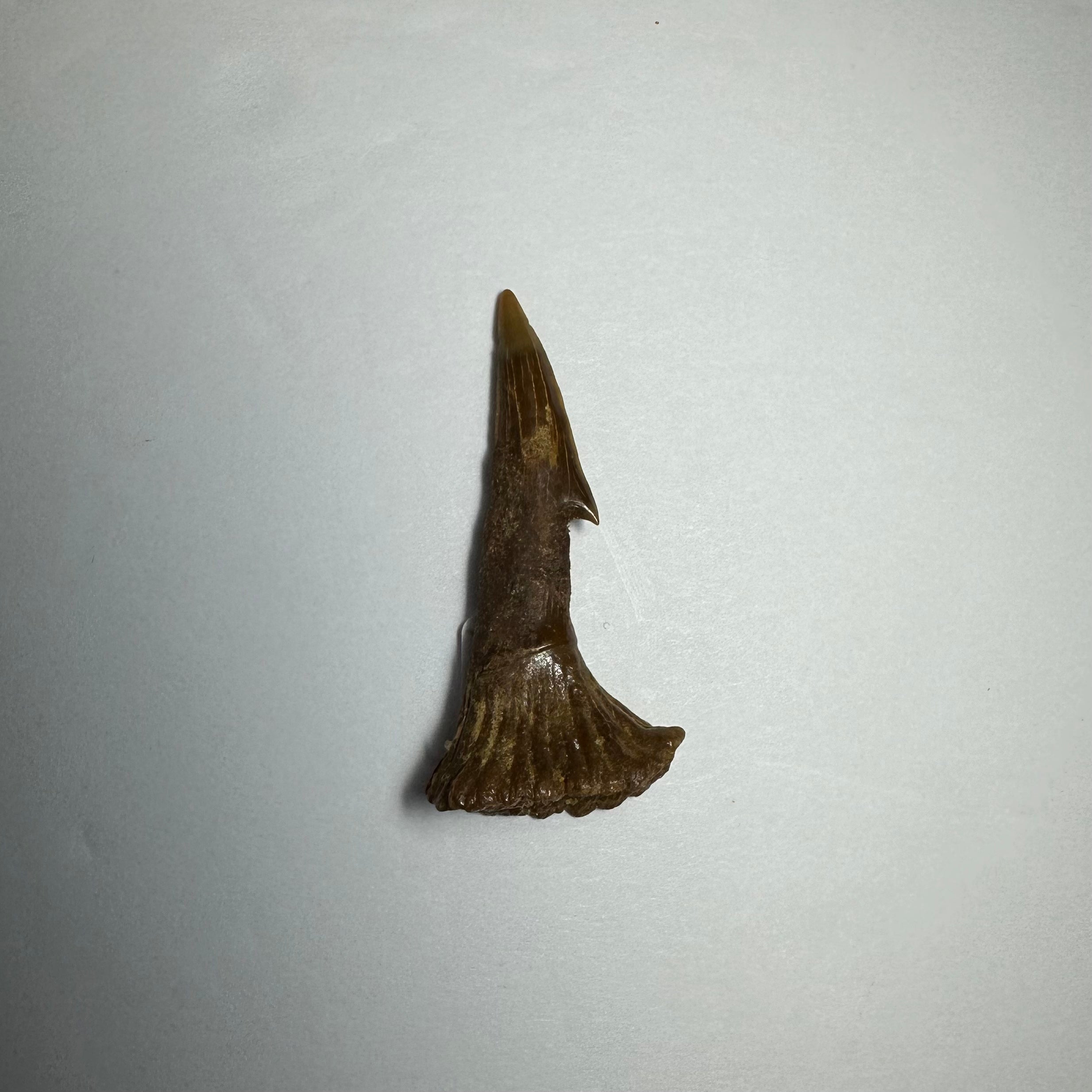 Onchopristis Barb/Tooth (SM) from Morocco | Fossils | Wiccan Center