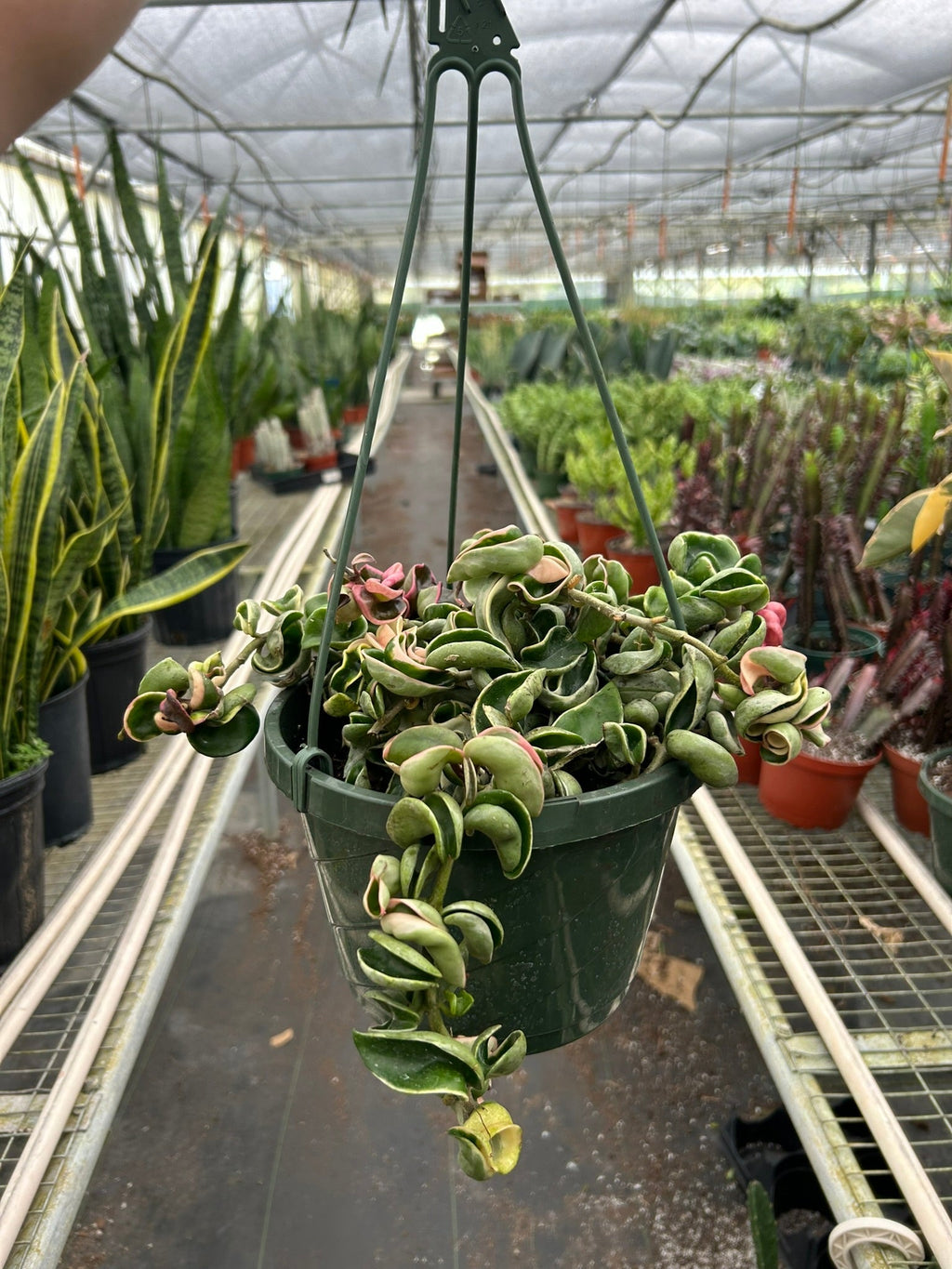 Hoya 'Rope Plant' Variegated | 4" Plant | Wiccan Center