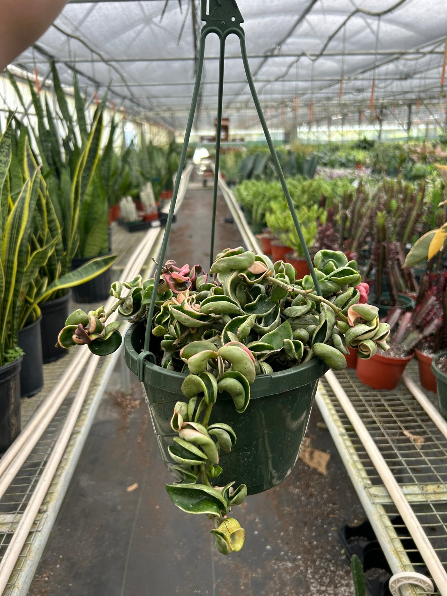 Hoya 'Rope Plant' Variegated | 4" Plant | Wiccan Center