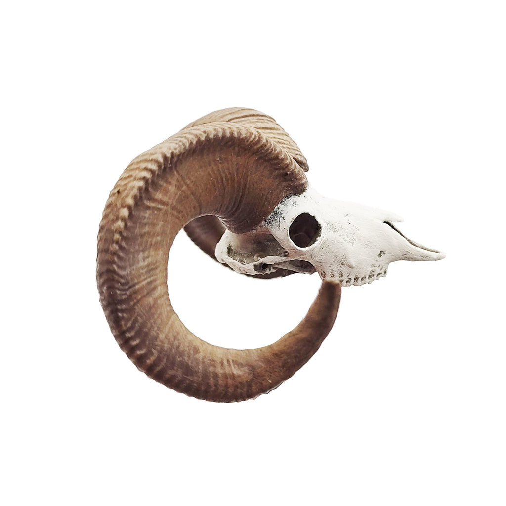 Big horn sheep skull replica (Field Bones #82: North America) 1:12 scale miniature cranium with horns for use with dioramas, action figures, dollhouses, horror. (1 skull) | Skull | Wiccan Center