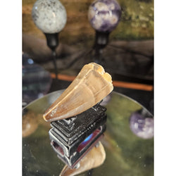 Mosasaurus Fossil Tooth | | Wiccan Center