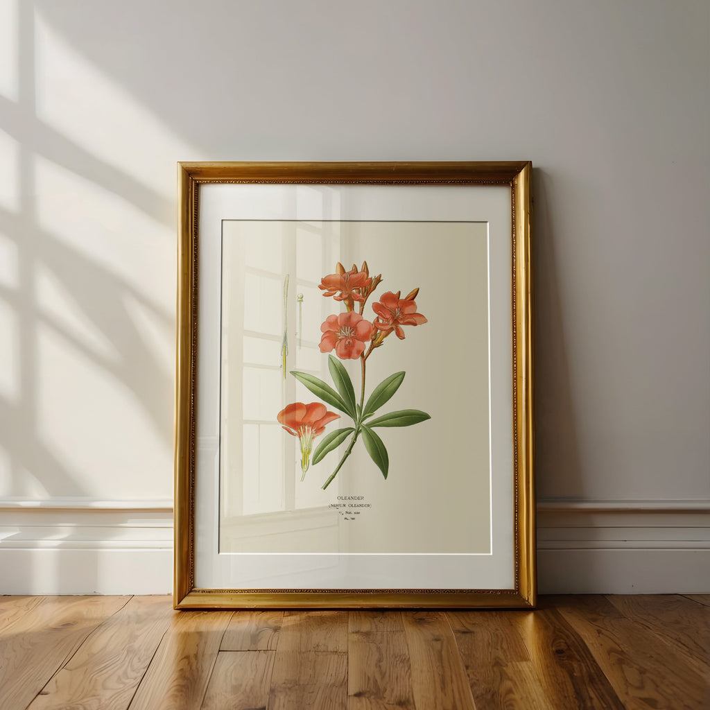 “Oleander” Botanical Art Print | Home Decor | Wiccan Center