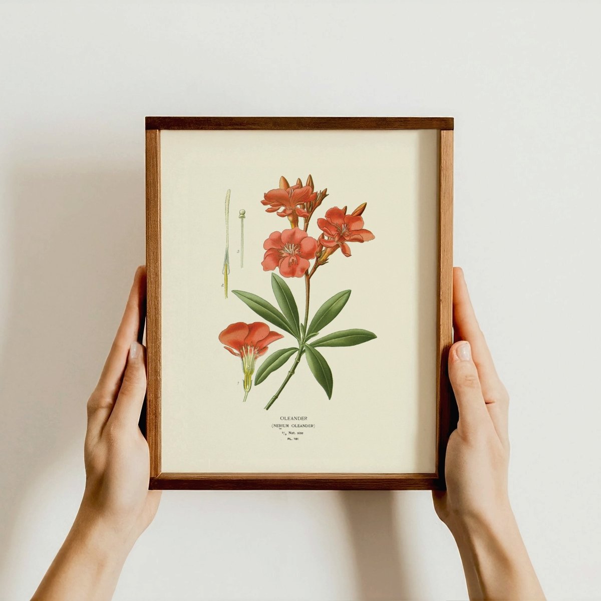 “Oleander” Botanical Art Print | Home Decor | Wiccan Center