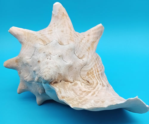 9" Pink Queen Conch Display Shell – NON PIERCED (Strombus Gigas) | seashells | Wiccan Center