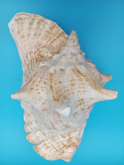 9" Pink Queen Conch Display Shell – NON PIERCED (Strombus Gigas) | seashells | Wiccan Center