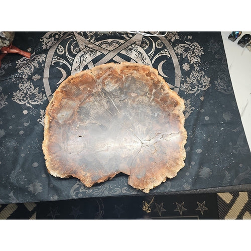 27.3 lb Fossil Wood Quartz Hedgehog Sculpture — Artisan Mineral Statement Piece | CrystalCloud Company | Fossils & Rare Specimens | Wiccan Center