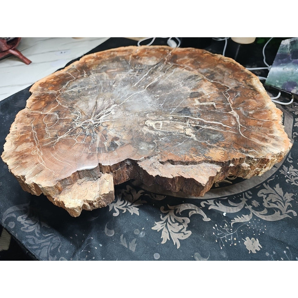 27.3 lb Fossil Wood Quartz Hedgehog Sculpture — Artisan Mineral Statement Piece | CrystalCloud Company
