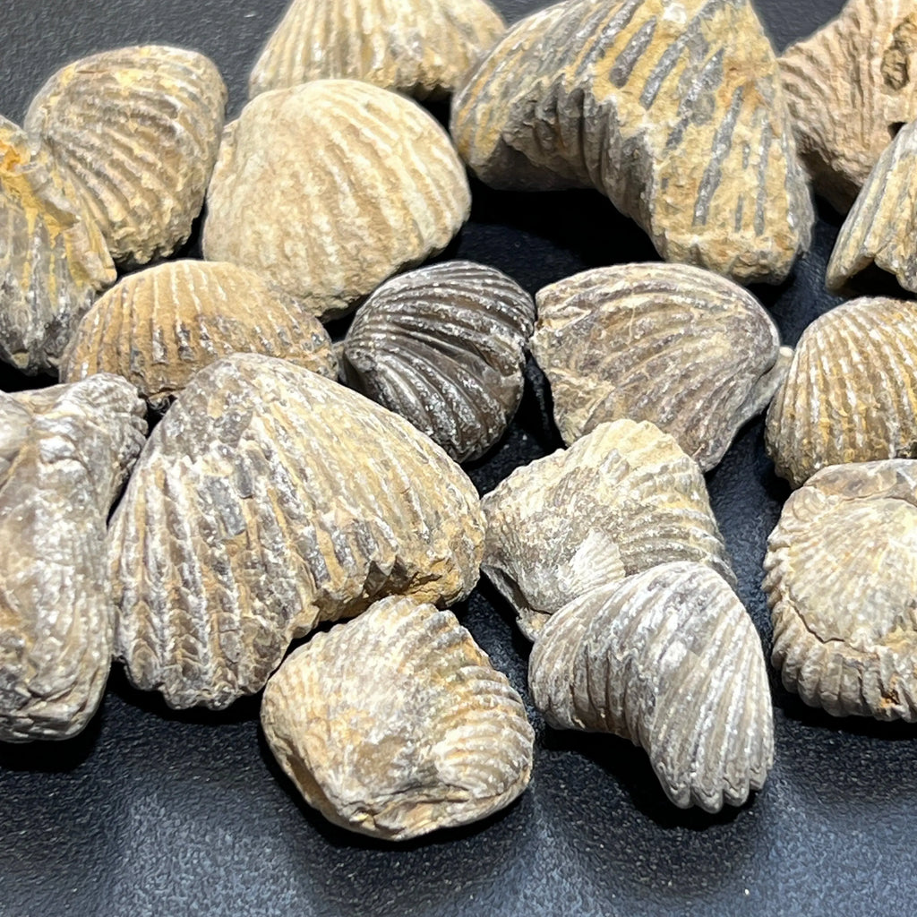Brachiopod Shell Fossils Collection Bulk Wholesale Lot Fossil Carving From Morocco | Home & Living > Home Decor > Home Accents > Rocks & Geodes | Wiccan Center