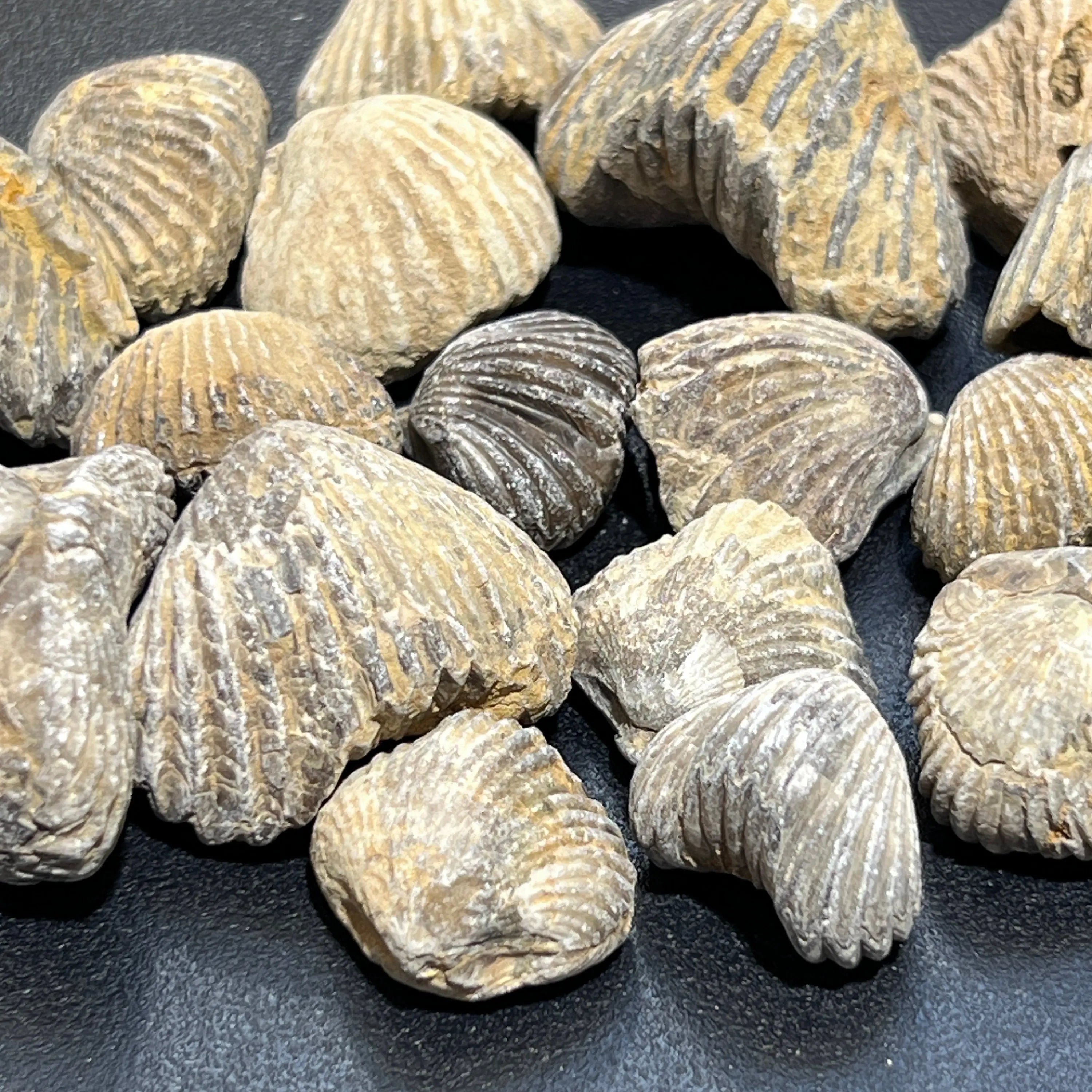 Brachiopod Shell Fossils Collection Bulk Wholesale Lot Fossil Carving From Morocco | Home & Living > Home Decor > Home Accents > Rocks & Geodes | Wiccan Center