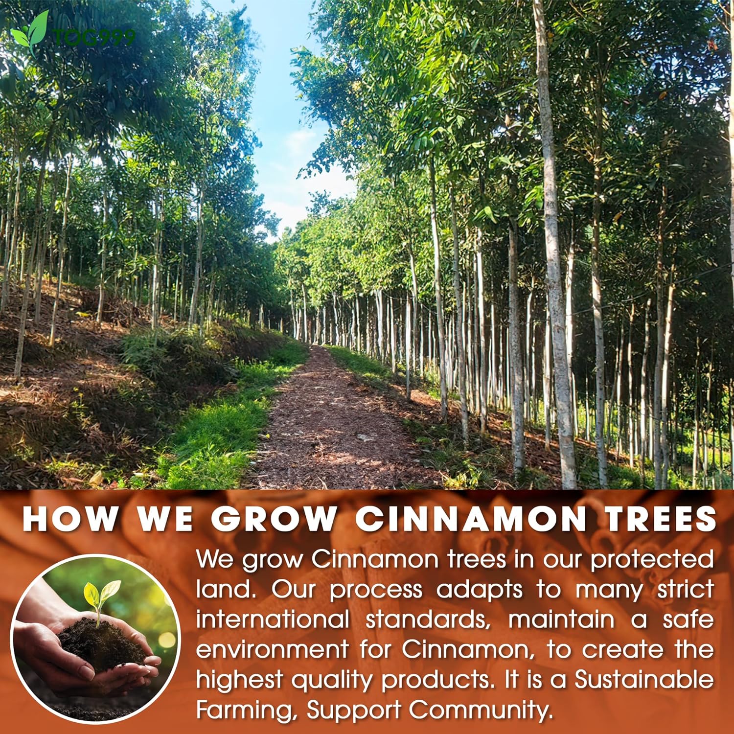 Pure Cinnamon Tea, 100% Natural & Pure Cinnamon. Cinnamon Herbal Tea. Cinnamon Stick Herbal Spice Tea. No Sugar, No Caffeine, No Gluten, Vegan. | Tea | Wiccan Center