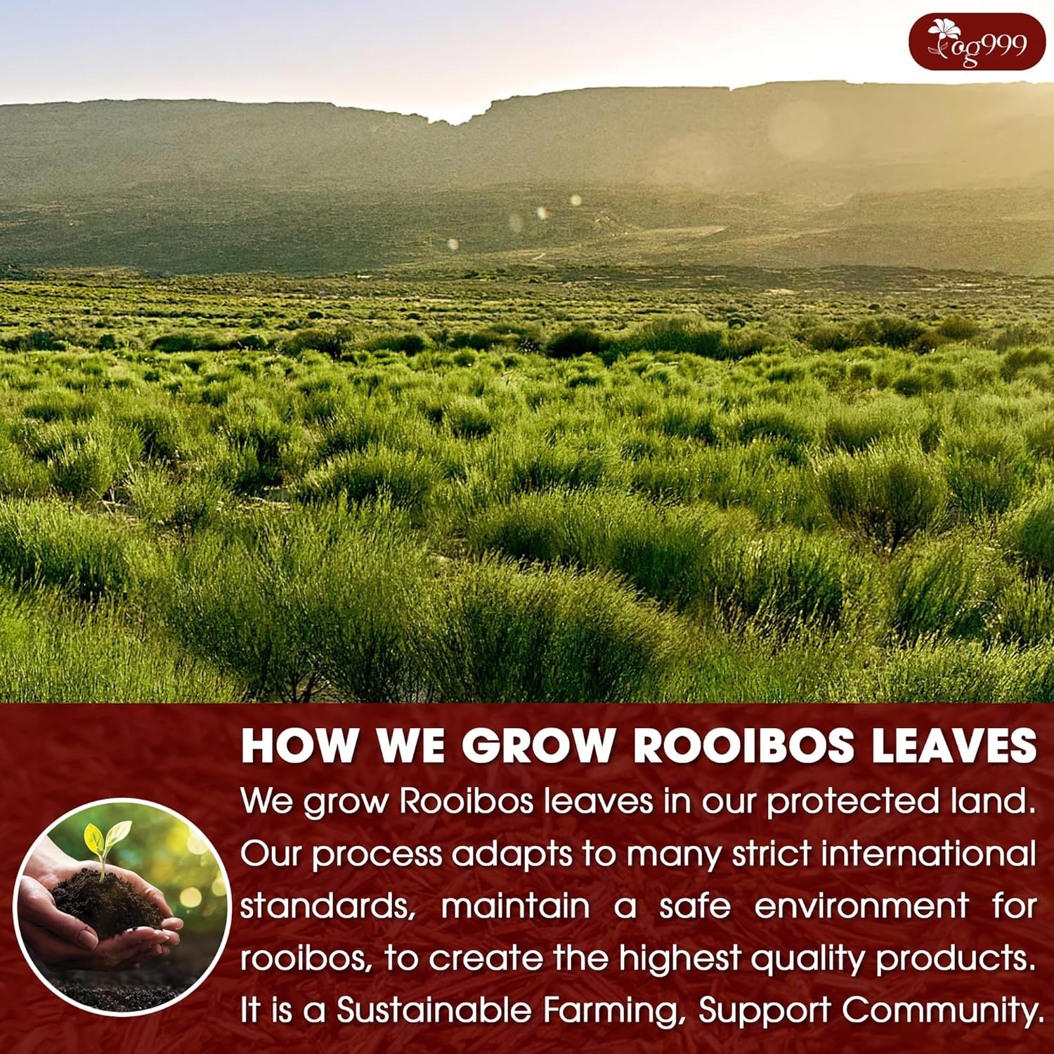 Premium Red Rooibos Tea Bags, 100% Natural & Pure from Rooibos Tea Leaves. Loose Leaf Rooibos Herbal Tea. Made with Natural Material Tea Bags. No Sugar, No Caffeine, No Gluten, Vegan. | Tea | Wiccan Center