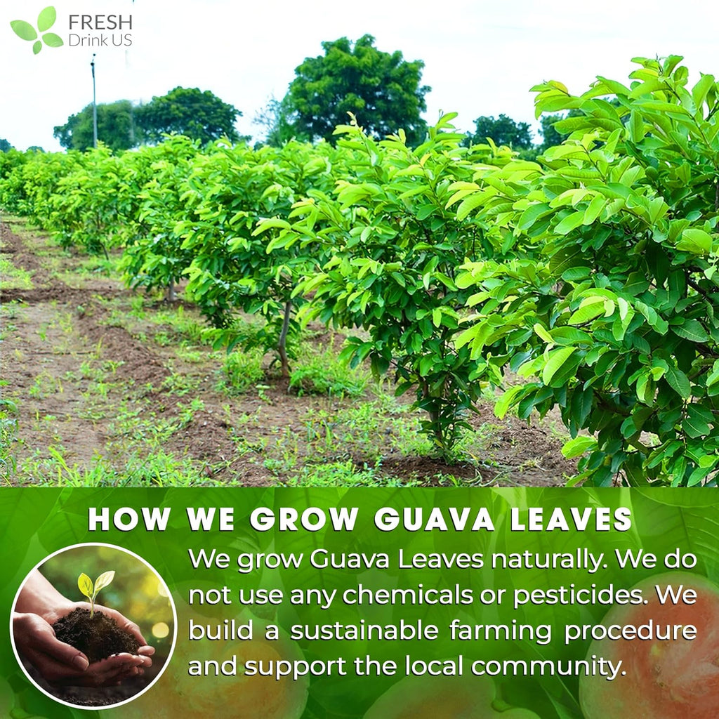 Natural Guava Leaves, Whole Dried Leaves, Cut-and-Sifted Guava leaves, 100% Pure from Guava Leaves, Natural Guava Loose Leaf Herbal Tea, No Additives, No Caffeine, Vegan | Tea | Wiccan Center