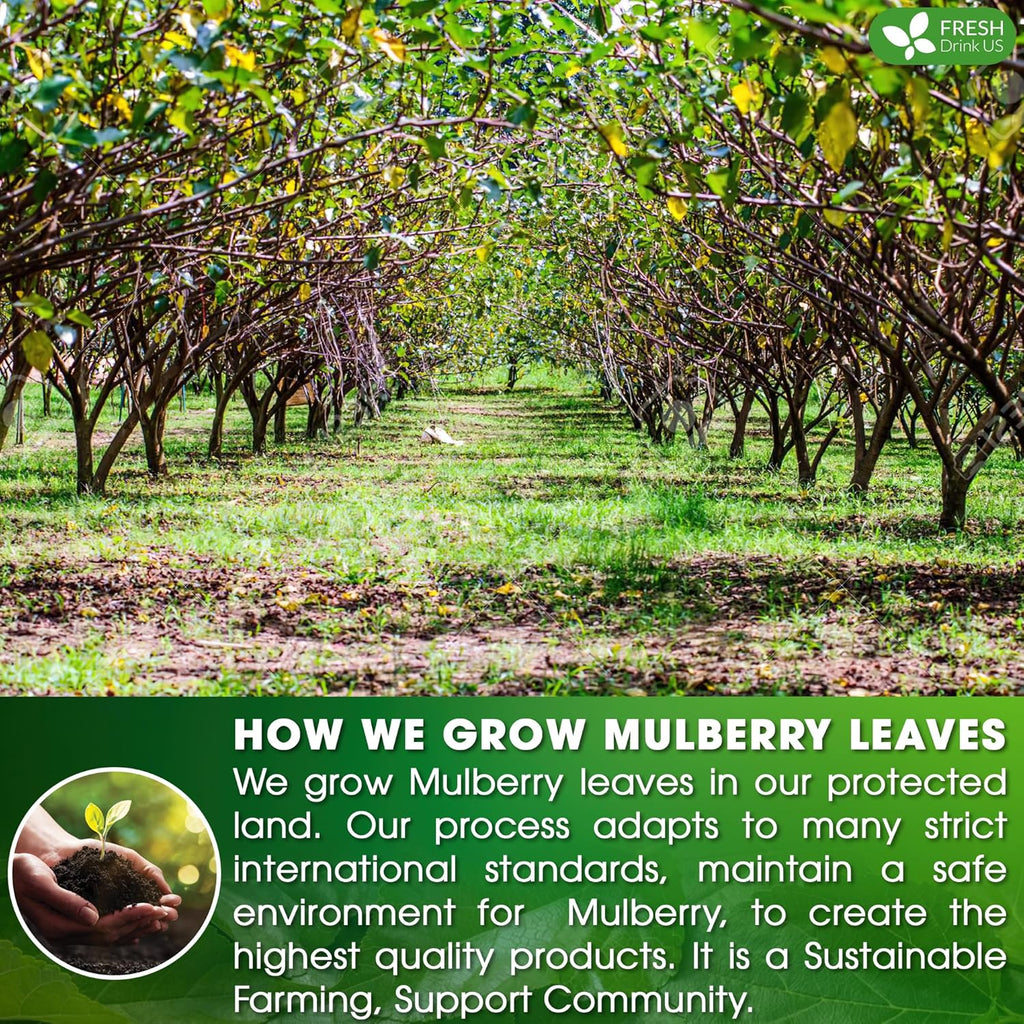 Premium Mulberry Leaf Tea Bags. No Sugar, No Caffeine, No Gluten, Vegan. | Tea | Wiccan Center