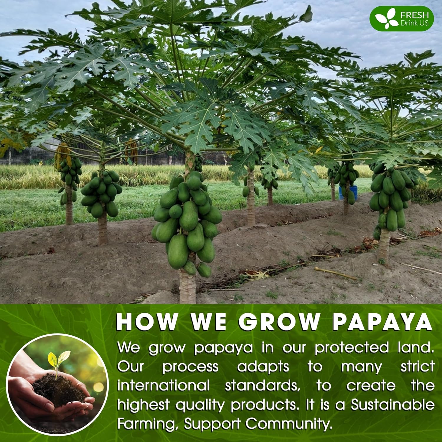 Premium Papaya Leaf Tea Bags, Made with Natural Material Tea Bags. No Sugar, No Caffeine, No Gluten, Vegan. | Tea | Wiccan Center