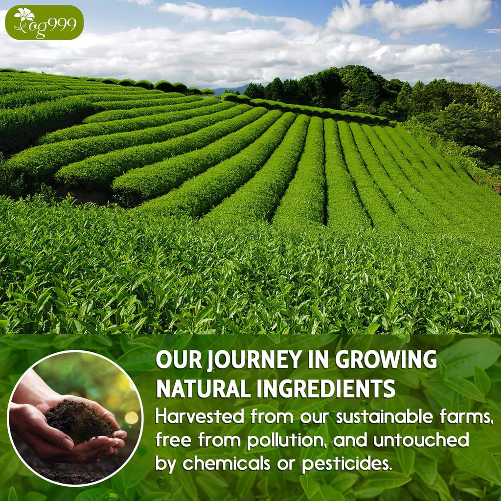 Premium Sencha Green Tea Bags, 100% Natural & Pure from Sencha Green Tea Leaves | Tea | Wiccan Center
