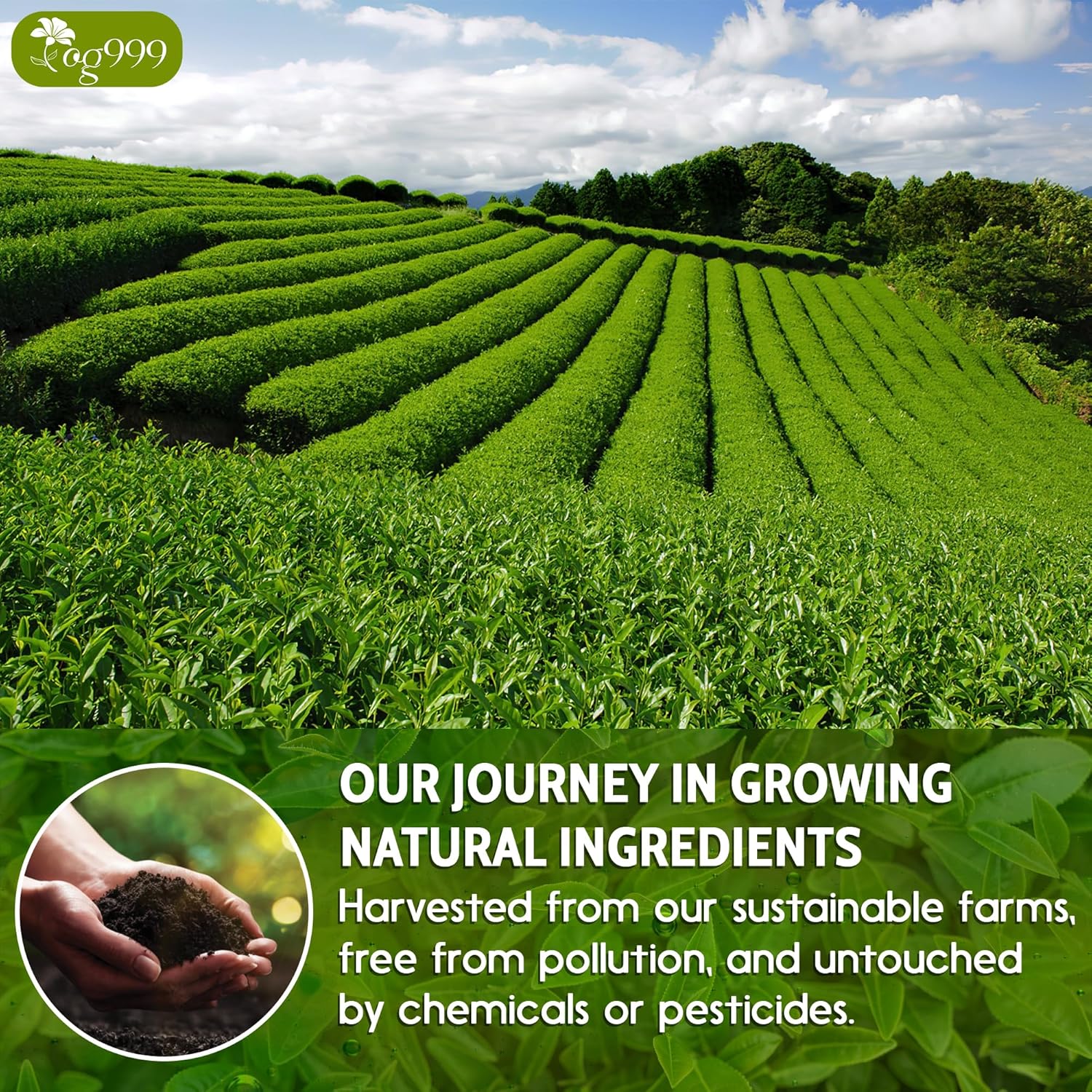 Premium Sencha Green Tea Bags, 100% Natural & Pure from Sencha Green Tea Leaves | Tea | Wiccan Center