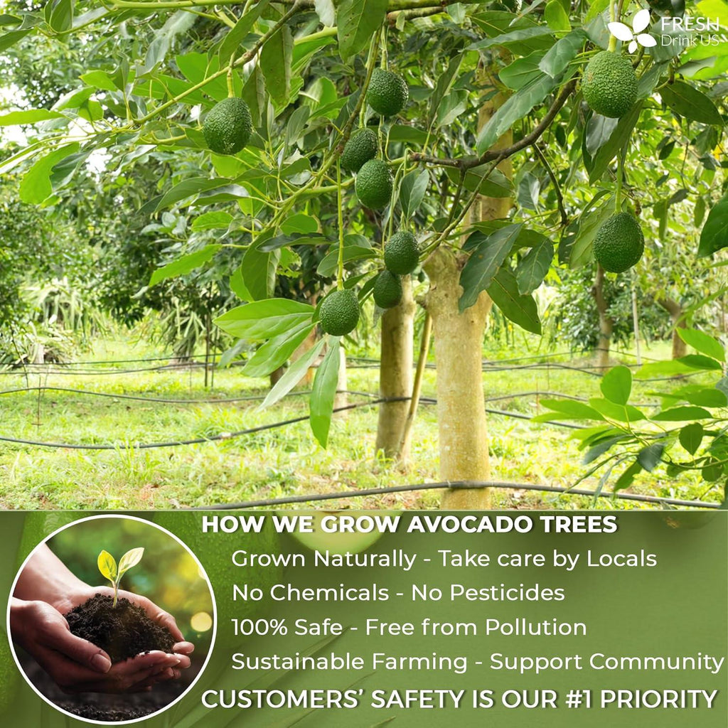 Natural Avocado Whole Leaves Dried, Tea Bags, 100% Pure from Avocado Leaves, Avocado Leaf Tea, Hojas de Aguacate Seca, No Additives, No Caffeine, Vegan | Tea | Wiccan Center