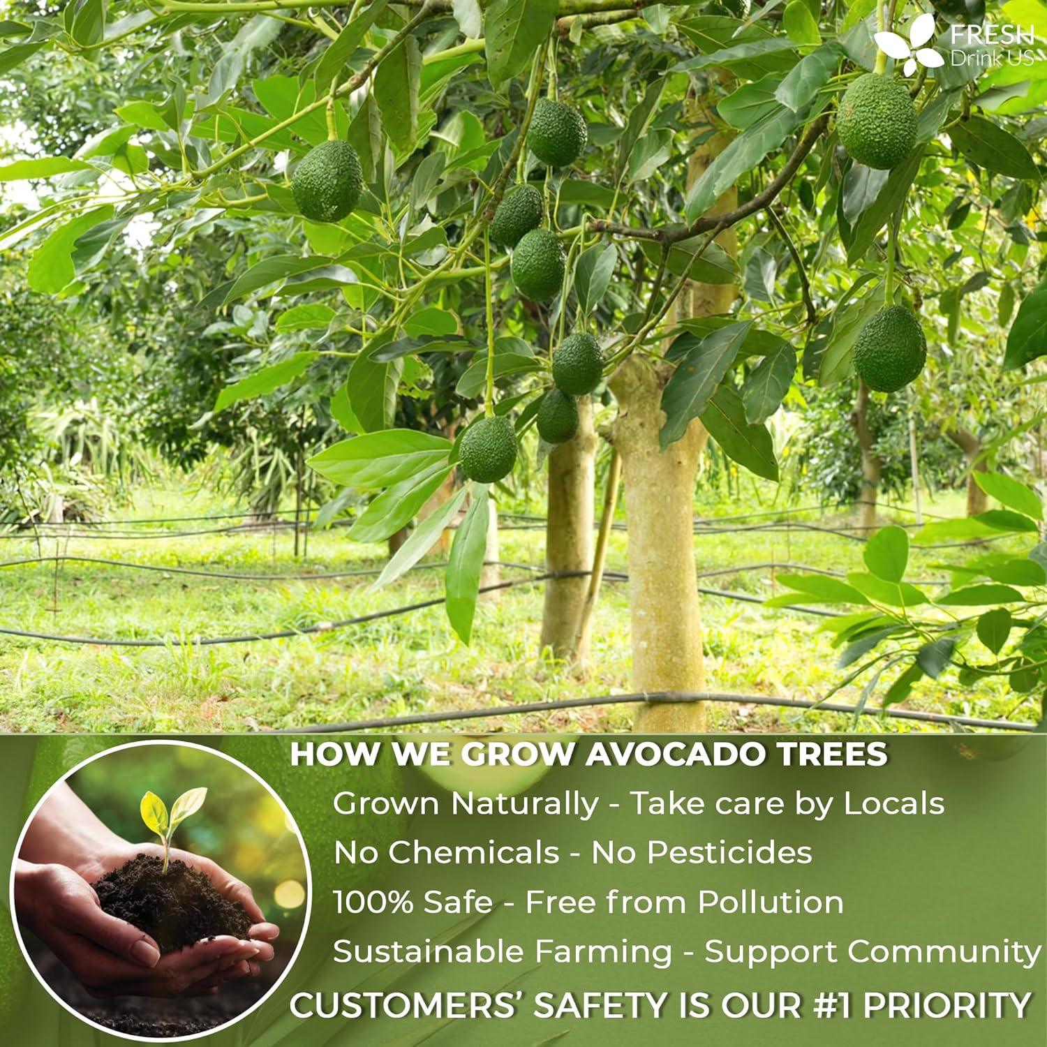 Natural Avocado Whole Leaves Dried, Tea Bags, 100% Pure from Avocado Leaves, Avocado Leaf Tea, Hojas de Aguacate Seca, No Additives, No Caffeine, Vegan | Tea | Wiccan Center