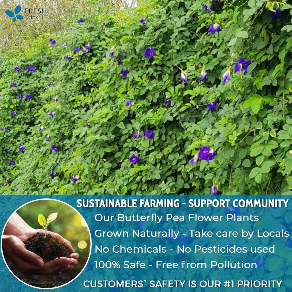 Premium Butterfly Pea Flowers, Tea Bags, 100% Natural and Pure from Butterfly Pea Flowers, Hand-made, Made With Natural Materials-Corn Fiber Tea Bag, Sugar/Caffeine/Gluten Free | Tea | Wiccan Center