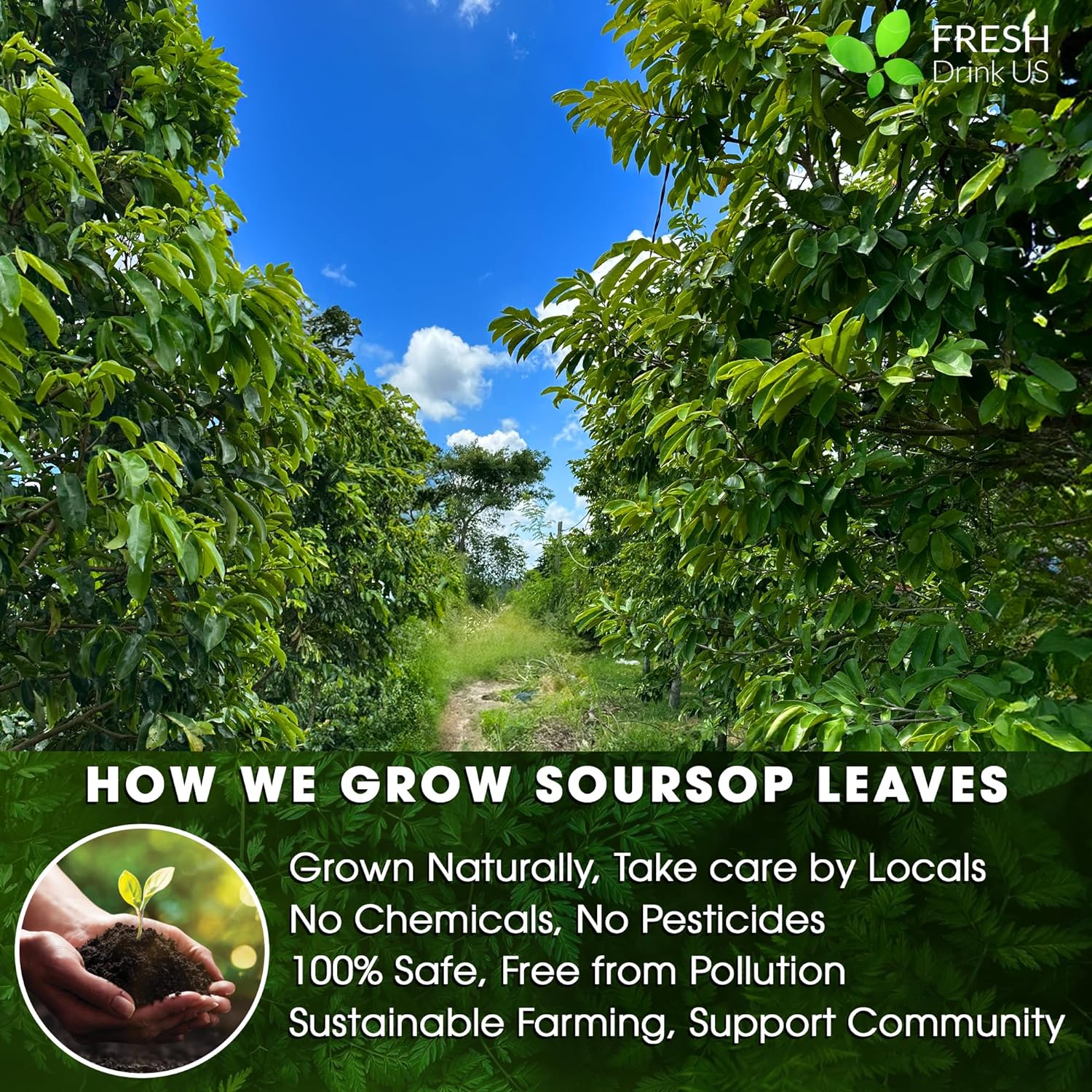40 Premium Soursop Graviola Leaf Tea Bags, 100% Natural and Pure from Soursop Leaves, Handmade, Made With Natural Materials-Corn Fiber Tea Bag, Sugar/Caffeine/Gluten Free, Hoja Guanabana Tea | Tea | Wiccan Center