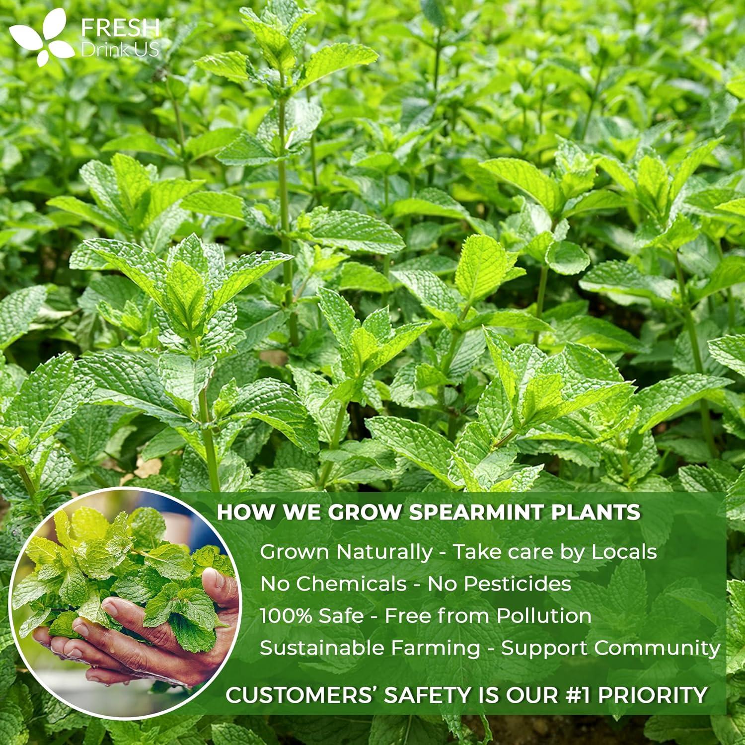 Spearmint Tea Bags, 100% Natural & Pure Spearmint Leaves. Loose Leaf Spearmint Herbal Tea. Spearmint Leaf Tea. No Sugar, No Caffeine, No Gluten, Vegan. | Tea | Wiccan Center