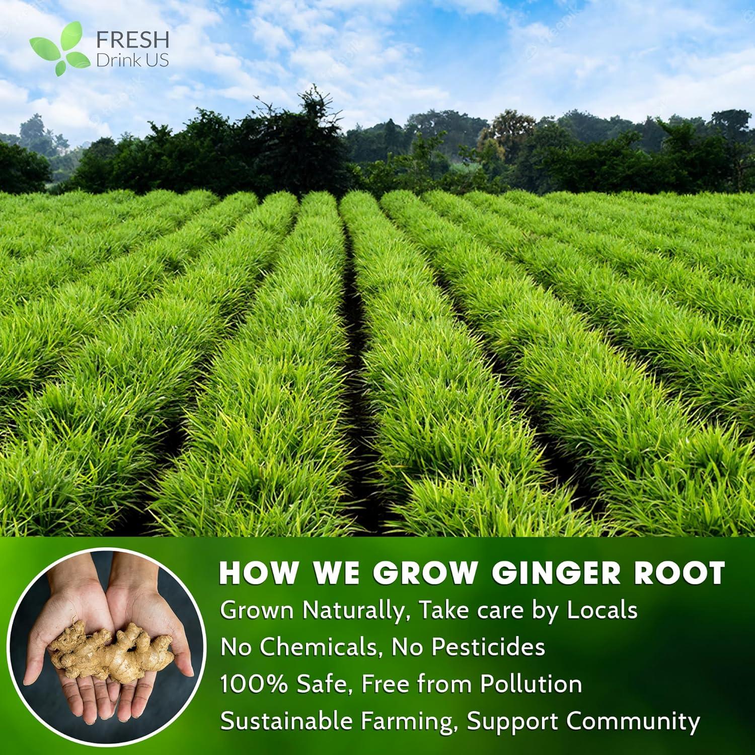 Premium Ginger Tea Bags, 100% Natural & Pure from Ginger Roots, Ginger Tea, Ginger Herbal Tea. Ginger Tea. No Sugar, No Caffeine, No Gluten, Vegan. | Tea | Wiccan Center