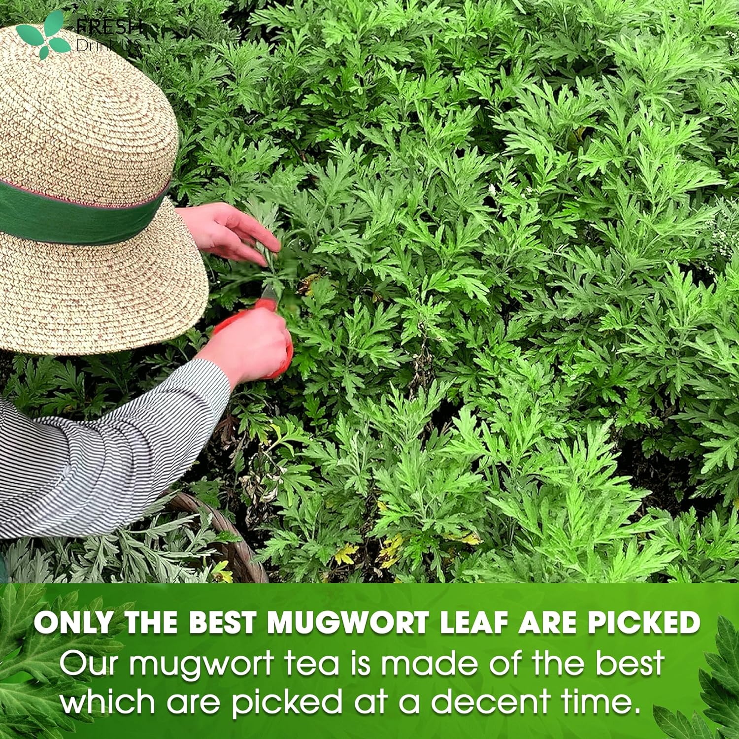 Mugwort Leaf Tea Bags, 100% Natural and Pure Mugwort Leaves, Loose Leaf Mugwort Herbal Tea, Mugwort Leaf Tea, No Sugar, No Caffeine, No Gluten, Vegan. | Tea | Wiccan Center