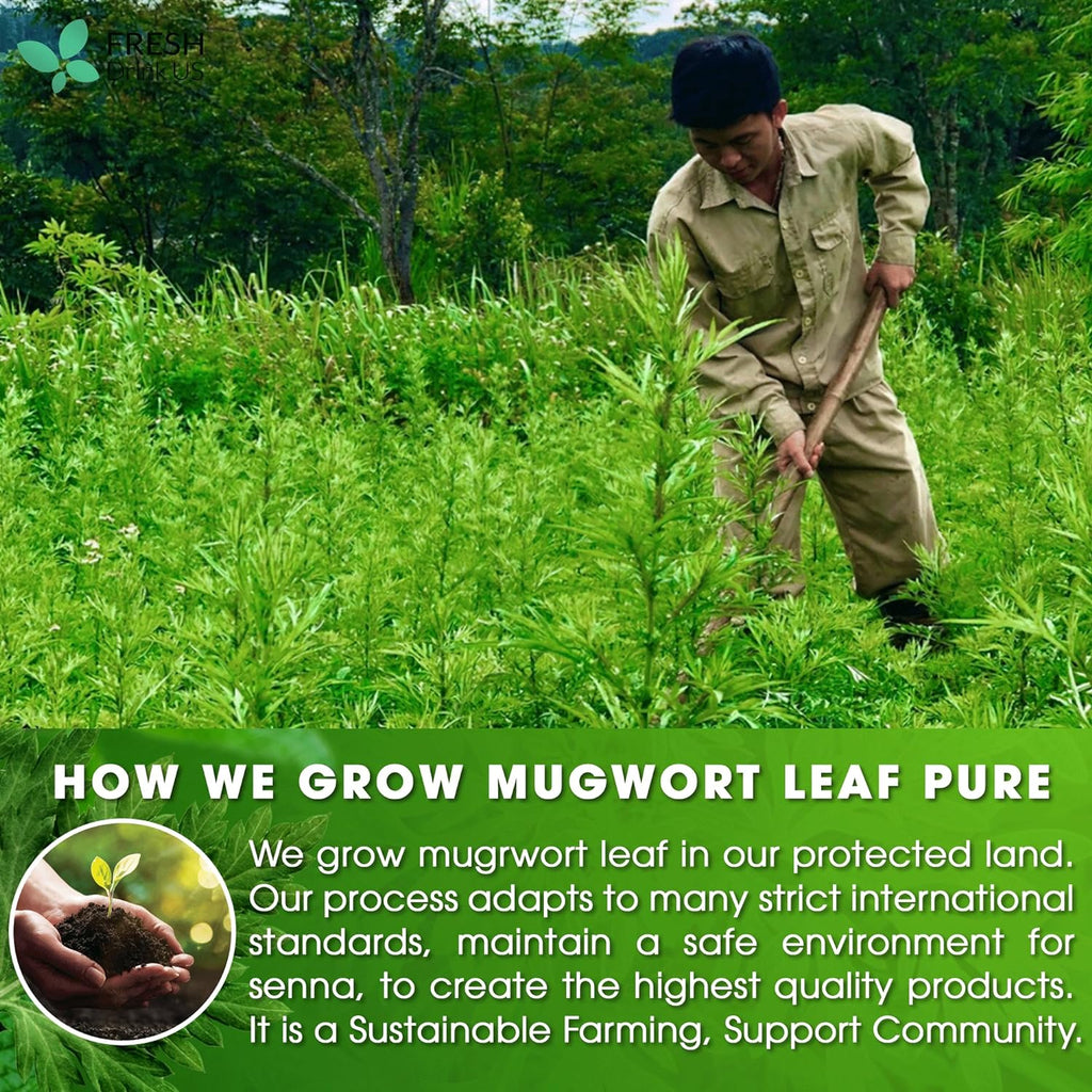 Mugwort Leaf Tea Bags, 100% Natural and Pure Mugwort Leaves, Loose Leaf Mugwort Herbal Tea, Mugwort Leaf Tea, No Sugar, No Caffeine, No Gluten, Vegan. | Tea | Wiccan Center